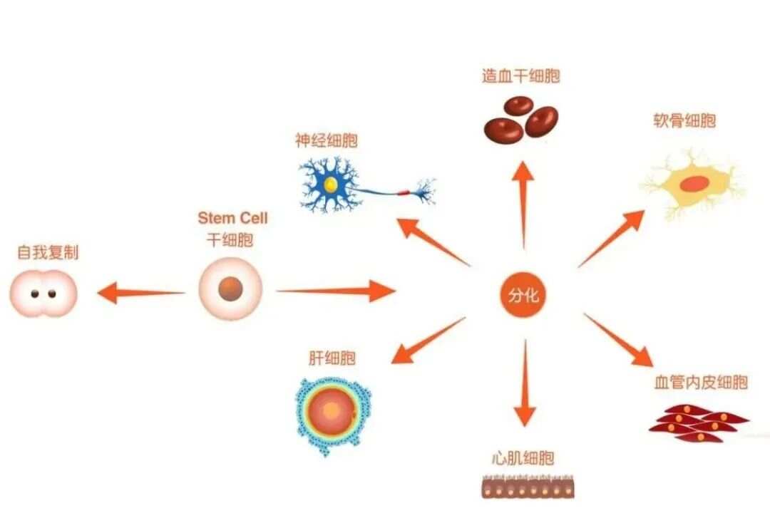 干细胞技术的最新内涵