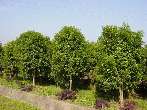 597苗木最新求购信息